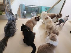 -猫在这儿猫咪咖啡馆·撸猫馆