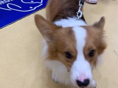 -芭比堂动物医院·犬猫全科·异宠专科(雁塔分院)
