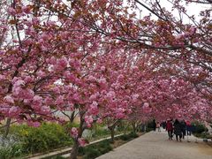 -莱阳濯村樱花园