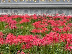 -西安大兴善寺