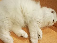 -御宝贝·A梦猫科宠物医院(国际猫友好医院)