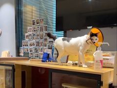 -御宝贝·A梦猫科宠物医院(国际猫友好医院)