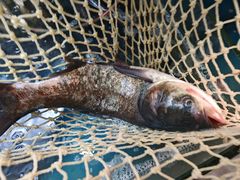 -安吉美渝石锅鱼(芜园西路店)