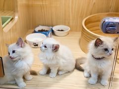 -屋虎猫馆(宝安大仟里店)