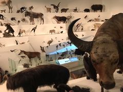 -墨尔本博物馆(Melbourne Museum)