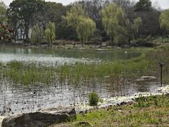 -金鸡湖桃花岛