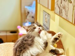 -猫和宫(六道口店)