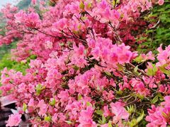 -木兰云雾山