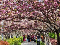 -高东镇樱花园