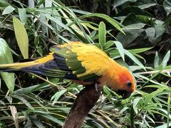 -麒麟中餐厅·经典粤菜·地道菜式老字号(广州长隆酒店)