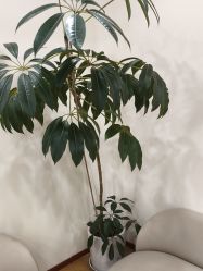 -HEYAN荷妍专业脱毛连锁机构