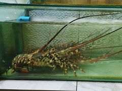 -光海鲜鱼翅餐厅(叻差拉披色路店)