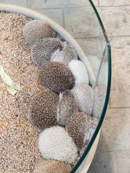 点击看大图 -酷嗒动物文化乐园(cutezoo西溪乐天城店)