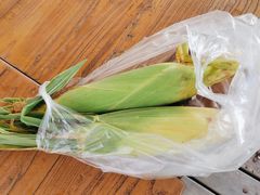 -前小桔亲子创意农场·草莓采摘·露营烧烤