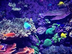 -西雅图水族馆