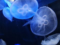 -泉城欧乐堡海洋极地世界