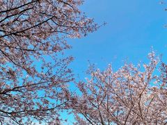 -高东镇樱花园