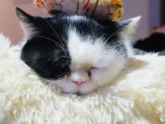 -猫咖时代(中山亭店)