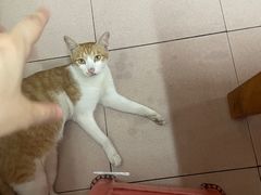-蛇口康乐快餐鱼仔档(翠苑小区店)