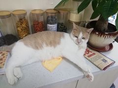 -鼓捣猫呢主题猫咖店