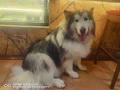 -more than meow吴止猫主题餐厅(承德 中船汇店)