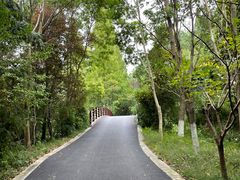 -东平国家森林公园