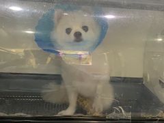 -伟伟宠物医院·CT影像中心·瑞派犬猫综合性门诊(汉口总院)