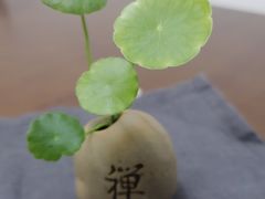 -本觉禅拍