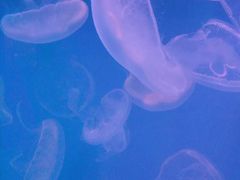 -左海海底世界