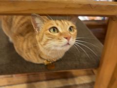 -猫的天空之城概念书店(苏州平江店)