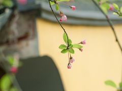 -龙华寺
