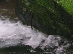 -天目山大树王景区