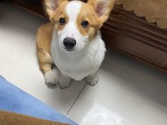 -宠福鑫康馨动物医院·骨科·眼科