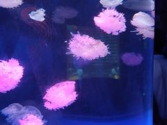 -芜湖新华联大白鲸海洋公园