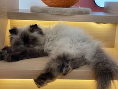 -喵园·猫主题咖啡厅·撸猫·猫咖(国贸店)