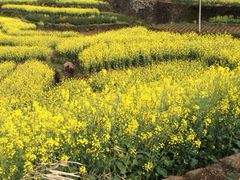 iphone_upload_pic-桑洲油菜花景区