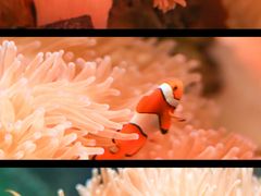 -太平洋海底世界