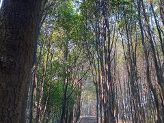 -火炉山森林公园