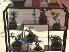 -中环花鸟鱼虫市场