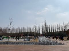 -黄海国家森林公园