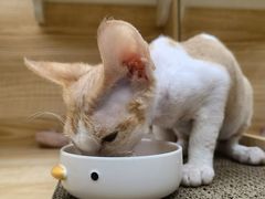 -山宅一喵德文卷毛猫舍