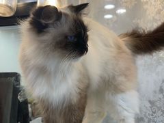 -共舞时光猫咖·狗咖(新街口店)