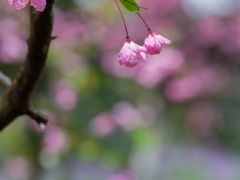 -莫愁湖公园