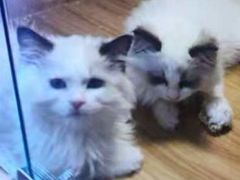 -猫十亿·布偶金渐层·曼基康矮脚猫舍(青年路店)