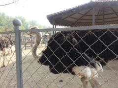 -意大利农场度假村