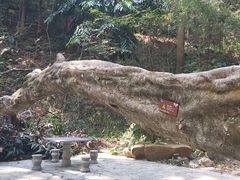 -广州市流溪河国家森林公园