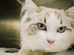 -贝康宠物医院·犬猫全科·小动物特色诊疗中心(东环路店)