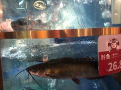 -蜀滋香鲜鱼美蛙火锅(339店)