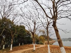 -贡湖湾湿地公园