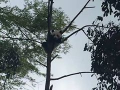 -中国大熊猫保护研究中心雅安碧峰峡基地